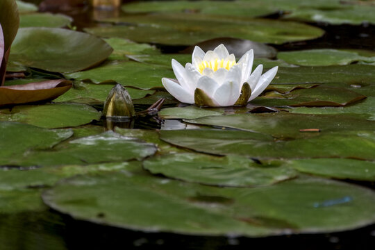 un n&eacute;nuphar blanc