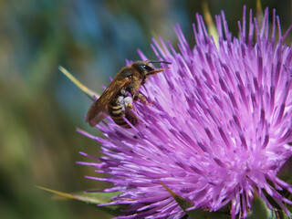 l'abeille et le chardon © MaChaPhotoGraphie