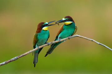 Obraz premium European bee-eaters during courtship feeding ritual