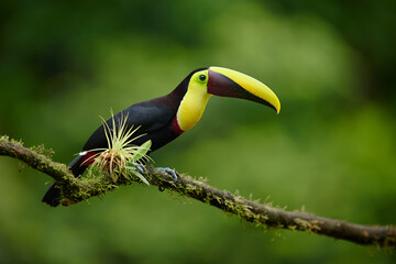 Naklejka premium Black-mandibled toucan perched on mossy branch in Costa Rica