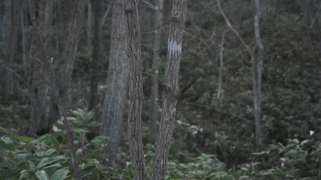 笹薮の中の小さな川のある冬枯れの森