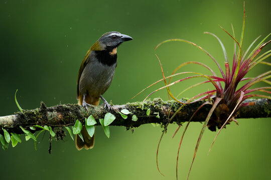 Buff-throated saltator perched on branch in Costa Rica