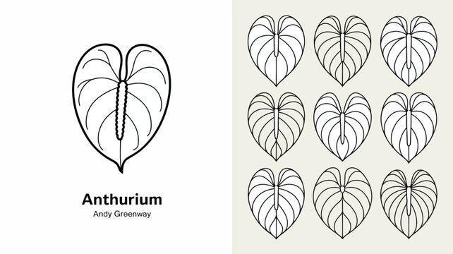 An elegant botanical illustration showcases an anthurium plant featuring heart shaped leaves with prominent veins and a central spadix high quality professional detailed modern stylish clean