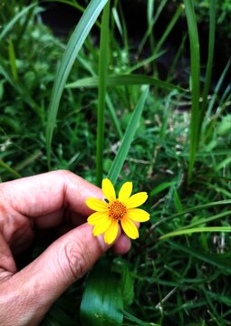 Close-up of Acmella oleracea flower, commonly known as paracress or toothache plant