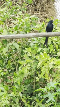 Black drongo bird perched on wooden post surrounded by green foliage and natural background serene wildlife scene