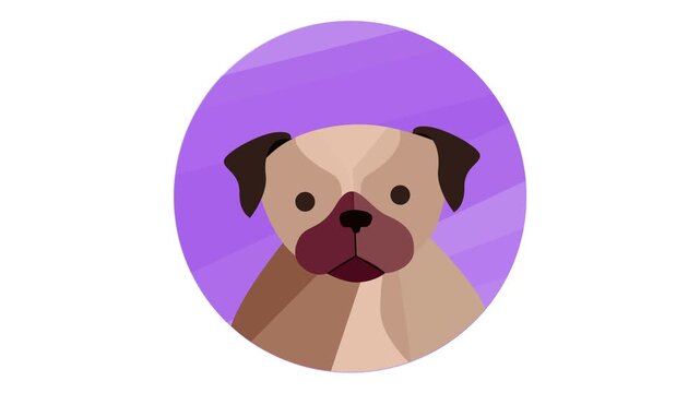 Flat vector pug face icon in purple circle background illustration