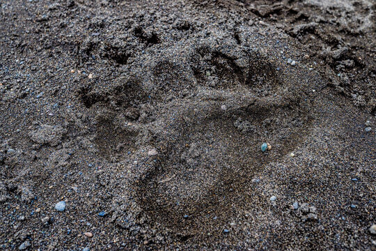 Brown bear paw print in Kamchatka volcanic soil with copy space