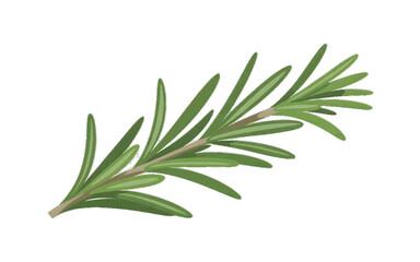 Fototapeta premium Rosemary sprig with green leaves, isolated on white background, natural culinary herb