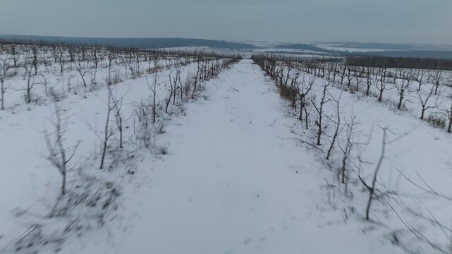 Snow-covered vineyard landscape with bare grapevines and a winding path leading through the rows, showcasing winter's serene beauty in a rural setting