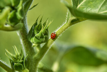 Fototapeta premium ladybug on green leaf