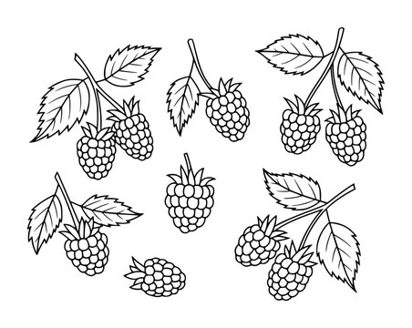 Black and white line of ripe raspberries branches with leaves a white background