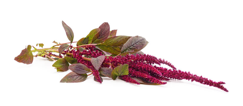 Purple amaranth plant with long flowers isolated on a white background.