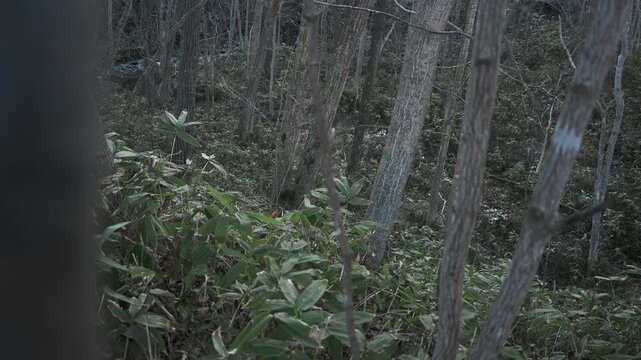 笹薮の中の小さな川のある冬枯れの森