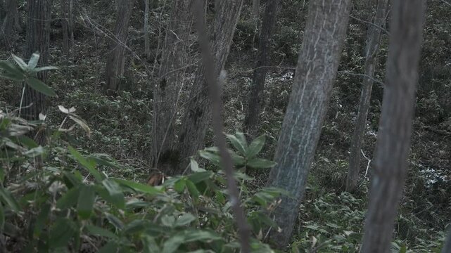 笹薮の中の小さな川のある冬枯れの森