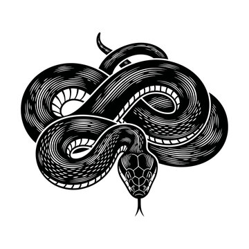Coiled snake line art illustration. Venomous serpent hand drawn sketch vector, isolated on white background.