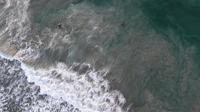 Aerial view of ocean with surfers swimming again waves and a brown pelican fly over them in circular fashion. 