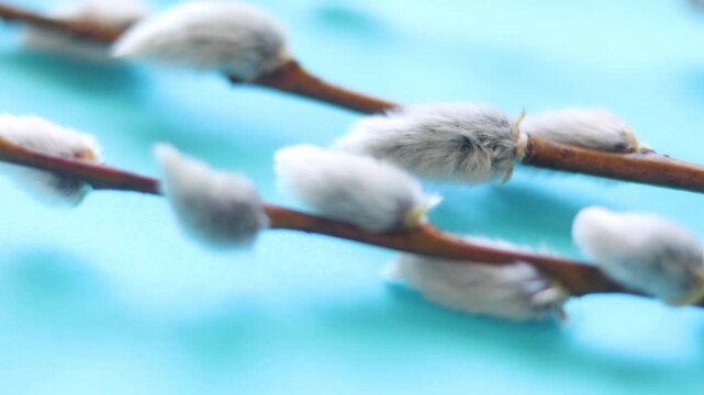 Happy Easter concept in the interior. Willow branches on a blue background. Macro. Palm Sunday.