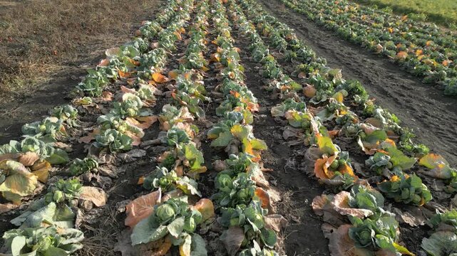 Rows of green and yellow cabbage plants in a field, showing gradual progression of harvest-ready vegetables under natural sunlight in a rural agricultural setting