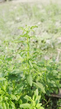 Close up of green stevia plant leaves growing in garden for sweetener healthy natural sugar alternative and herbal remedy in sunshine
