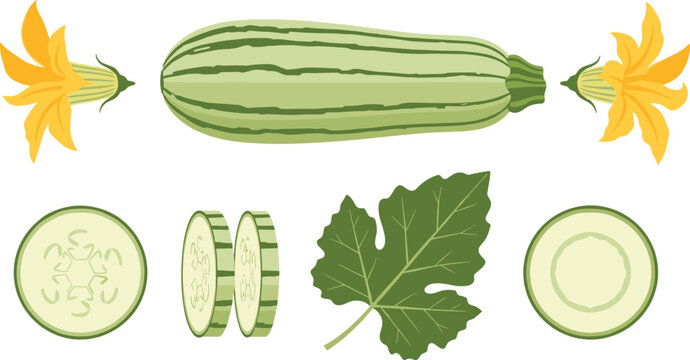 Bottle gourd vegetable vector set. Fresh green lauki with slices, leaf and flowers. Organic farm produce illustration for healthy food, cooking and agriculture design.
