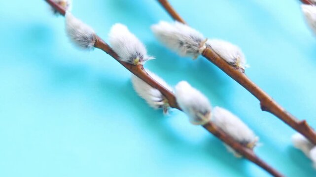 Happy Easter concept in the interior. Willow branches on a blue background. Macro. Palm Sunday