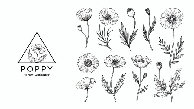A botanical illustration features various poppy flowers and foliage arranged with a triangular design and the word poppy displayed high quality professional detailed modern elegant stylish
