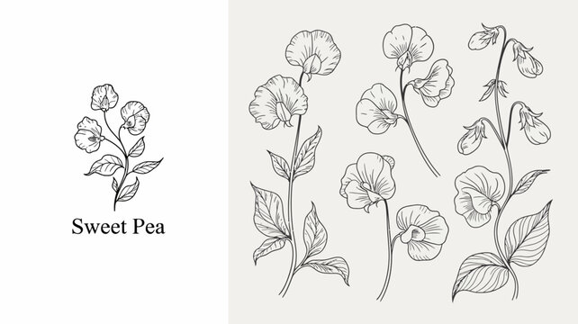 A vintage style botanical illustration depicts sweet pea flowers and pods showcasing delicate line work and natural forms high quality professional detailed modern elegant stylish clean