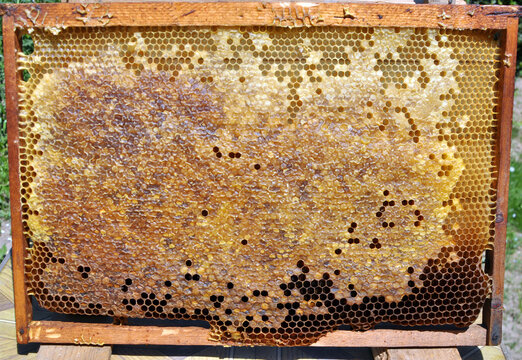 A frame of honeycomb honey taken from a hive.
