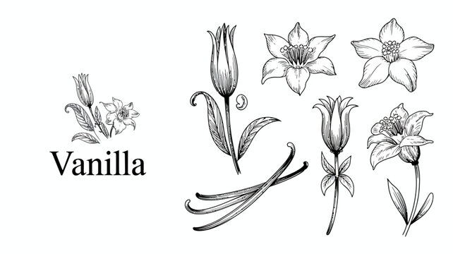 A vintage style botanical illustration displays several vanilla flowers and bean pods in detailed black and white linework high quality professional modern elegant stylish clean crisp