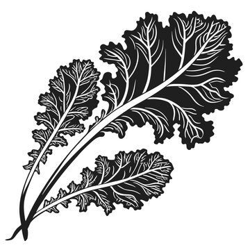 ethiopian kale silhouette on white background