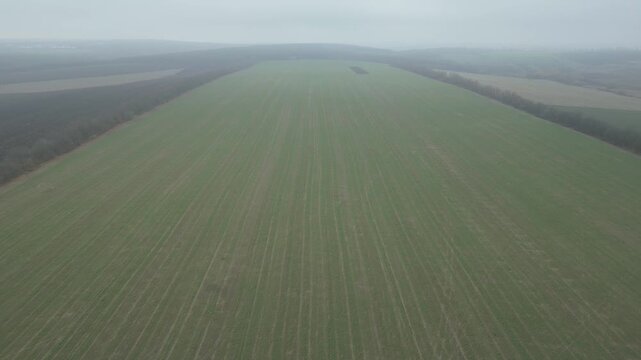 Aerial view of expansive green agricultural field with visible crop rows and distant tree line under overcast sky, showcasing the vastness of rural landscape