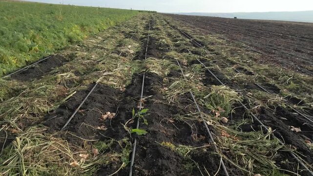 Agricultural field showing the progression of carrot harvesting with rows of green foliage and tilled soil, capturing the transformation from growth to harvest readiness
