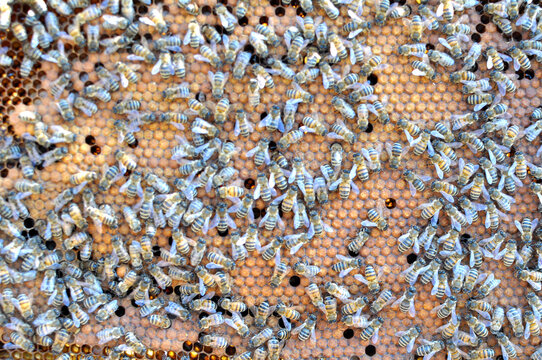 Honey bees on a honeycomb with a closed distribution