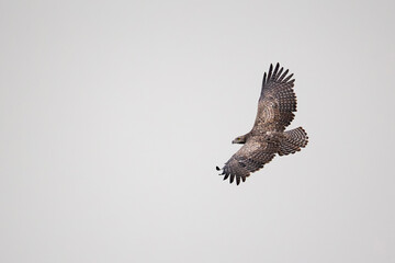 Obraz premium adult martial eagle (Polemaetus bellicosus) in flight, found at Kazinga Channel, Queen Elizabeth National Park in Uganda