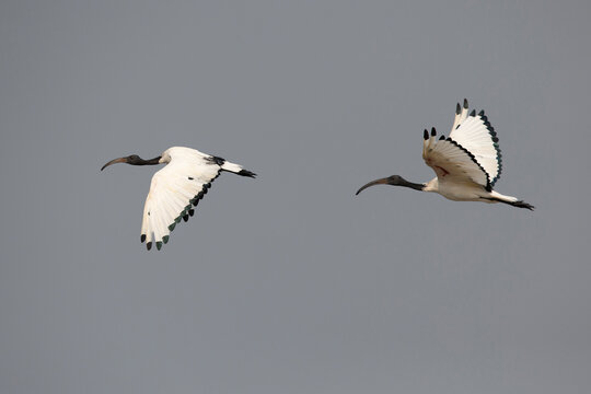 adult African sacred ibis (Threskiornis aethiopicus) in flight, found at Lake Albert in Uganda