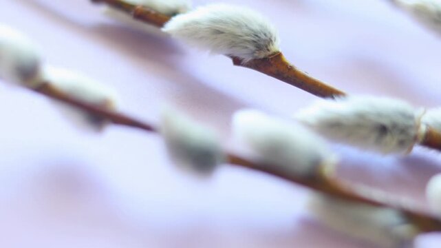 Happy Easter concept in the interior. Willow branches on a purple background. Macro. Palm Sunday.
