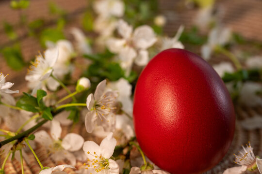 a single vibrant red dyed easter egg resting on a woven spiral mat, surrounded by delicate white spring blossoms on a branch under warm lighting.