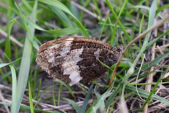 Sil&egrave;ne, Great Banded Grayling (Brintesia circe) pos&eacute; dans l'herbe.