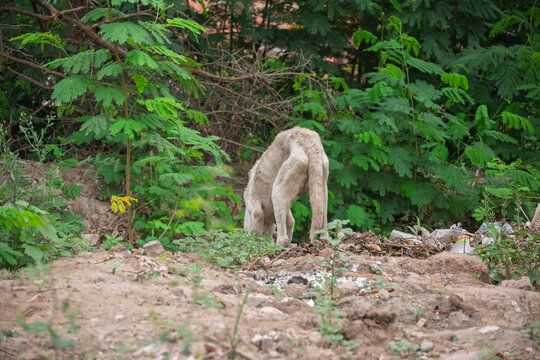 Perro callejero abandonado en basural, evidenciando vulnerabilidad animal y condiciones precarias en entorno degradado