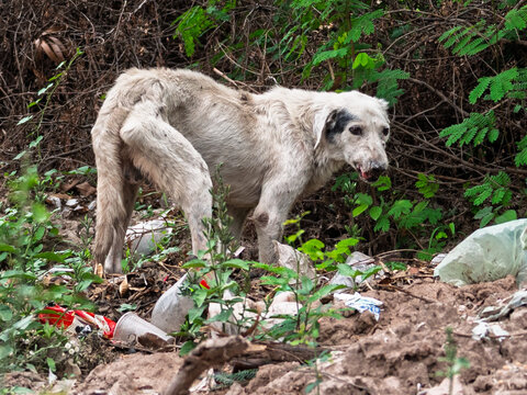 Perro callejero abandonado en basural, evidenciando vulnerabilidad animal y condiciones precarias en entorno degradado