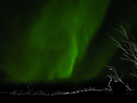 Mountain Hare (Lepus timidus) silhouette under Aurora Borealis copy space