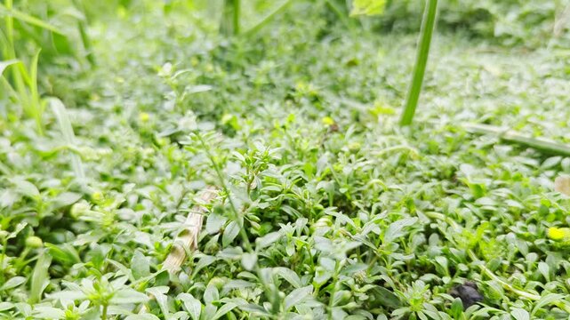 Close up view of lush green ground cover with emerging flower buds in early spring as nature awakens