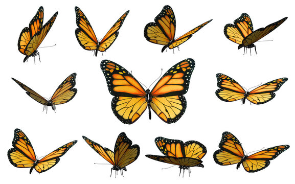 Monarch Butterflies Collection On White Background, Multiple Flying Poses, Isolated Orange Wings