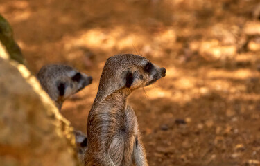 Fototapeta premium Cute curious meerkats in the zoo 