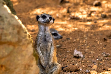 Fototapeta premium Cute curious meerkats in the zoo 