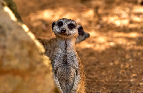  Cute curious meerkats in the zoo          