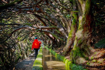 Naklejka premium Tourist on Levada do Norte on the Portuguese island of Madeira. Levada irrigation canal. Hiking in Madeira. Narrow path next to the levada. Green mountains and ocean in background.
