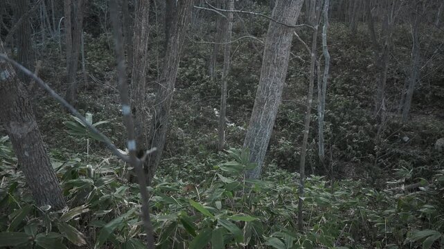 笹薮の中の小さな川のある冬枯れの森