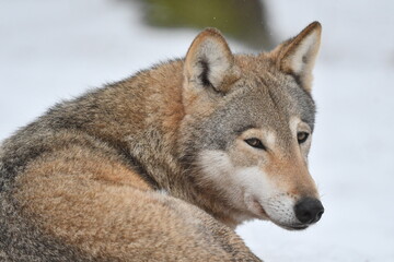 Obraz premium Wilczyca zimą.