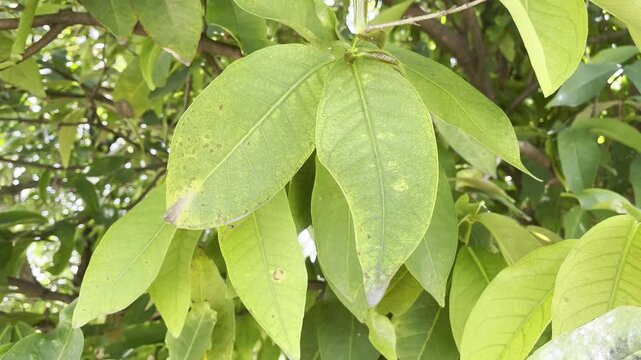 Green Leaves of Water Apple Tree in the Garden